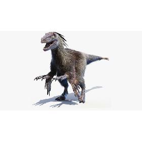 3D model Velociraptor